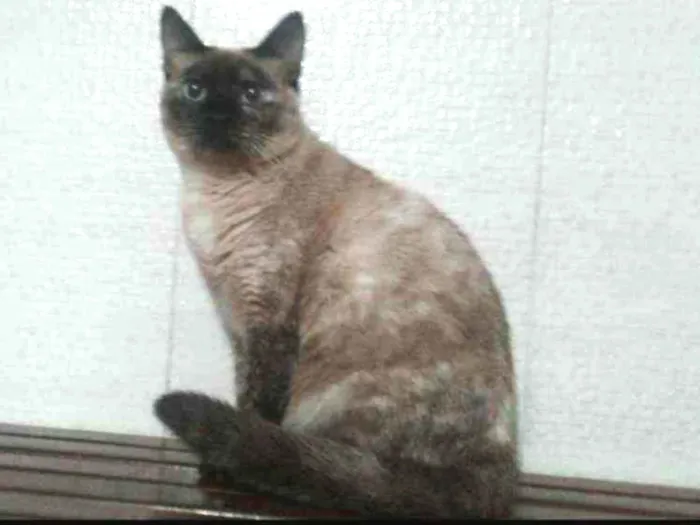 Gato ra a SRD idade 1 ano nome Amora