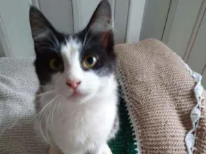 Gato raça srd idade 2 a 6 meses nome rabito