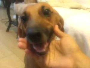 Cachorro raça SRD idade 7 a 11 meses nome Pipoca