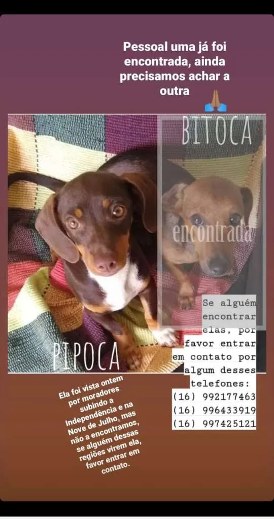 Cachorro ra a SRD idade 7 a 11 meses nome PIPOCA
