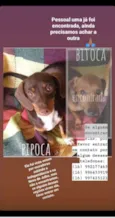 PIPOCA