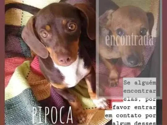 Cachorro ra a SRD idade 7 a 11 meses nome PIPOCA