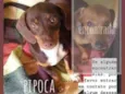 PIPOCA