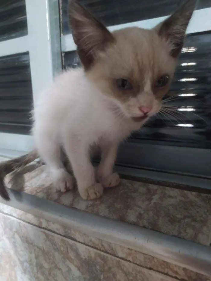 Gato ra a SRD idade Abaixo de 2 meses nome -