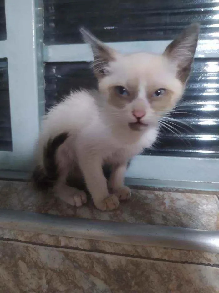 Gato ra a SRD idade Abaixo de 2 meses nome -