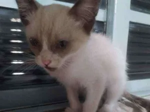 Gato raça SRD idade Abaixo de 2 meses nome -
