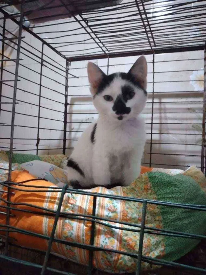 Gato ra a SRD idade 2 a 6 meses nome Turquesa