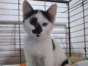 Gato raça SRD idade 2 a 6 meses nome Turquesa