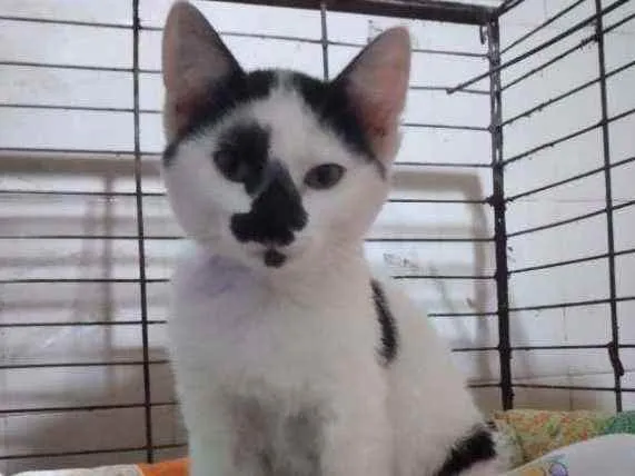 Gato ra a SRD idade 2 a 6 meses nome Turquesa