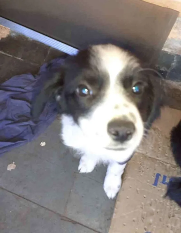 Cachorro ra a SRD idade 2 a 6 meses nome Bidu 