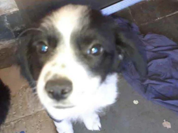 Cachorro ra a SRD idade 2 a 6 meses nome Bidu 