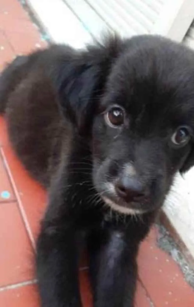 Cachorro ra a SRD idade 2 a 6 meses nome Dandara 