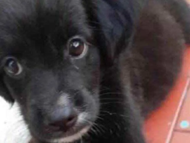 Cachorro ra a SRD idade 2 a 6 meses nome Dandara 