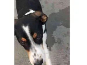 Cachorro raça Virala com Burdecauli idade 2 a 6 meses nome Happy