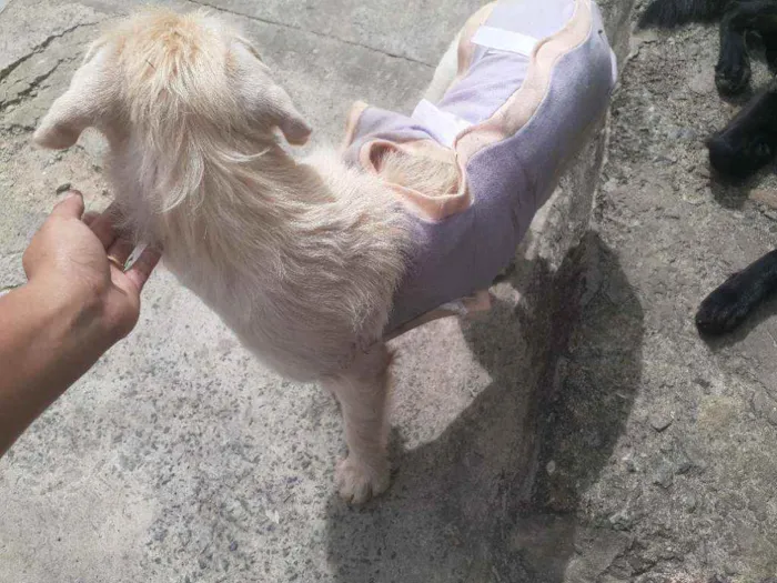 Cachorro raça Srd idade 2 a 6 meses nome BRANQUINHA CASTRADA