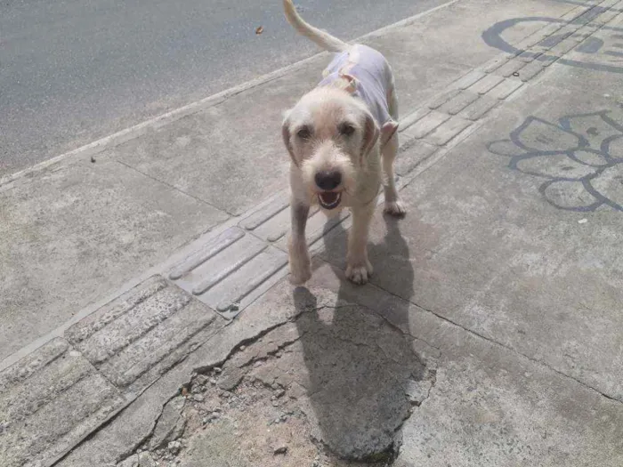 Cachorro raça Srd idade 2 a 6 meses nome BRANQUINHA CASTRADA