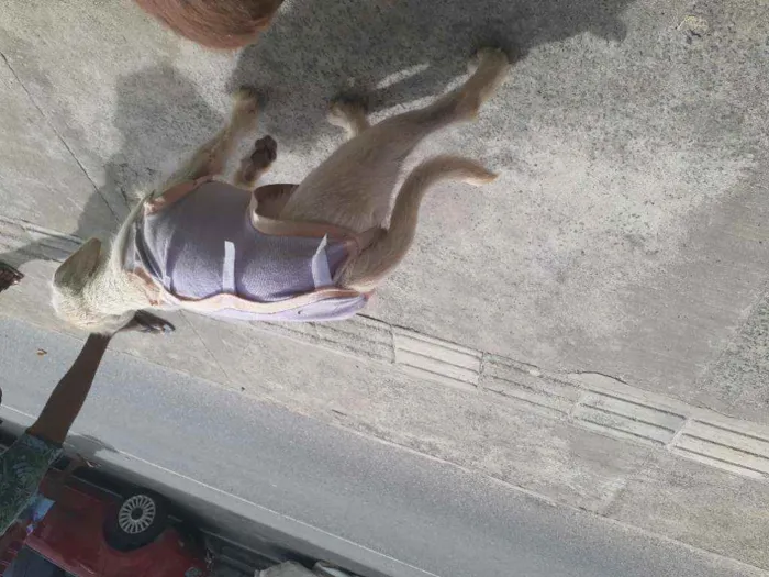 Cachorro raça Srd idade 2 a 6 meses nome BRANQUINHA CASTRADA
