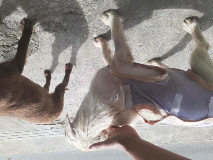 Cachorro raça Srd idade 2 a 6 meses nome BRANQUINHA CASTRADA