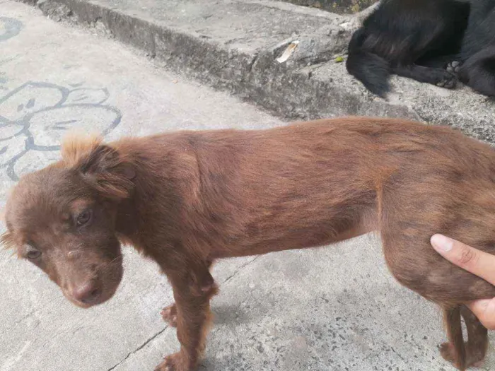 Cachorro raça Srd idade Abaixo de 2 meses nome Nininha