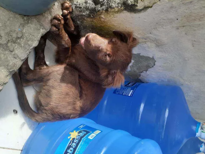 Cachorro raça Srd idade Abaixo de 2 meses nome Nininha