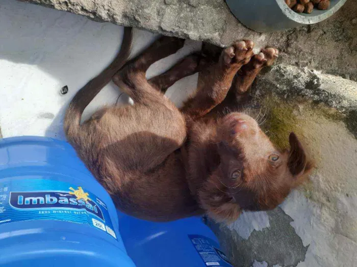 Cachorro raça Srd idade Abaixo de 2 meses nome Nininha