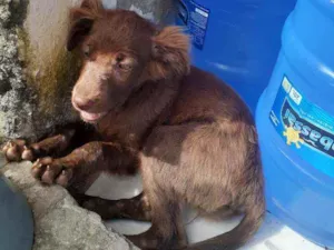 Cachorro raça Srd idade Abaixo de 2 meses nome Nininha