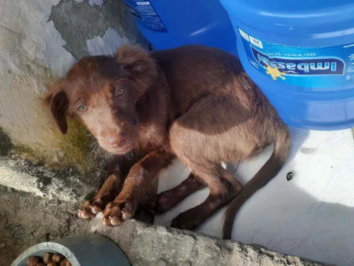 Cachorro raça Srd idade Abaixo de 2 meses nome Nininha