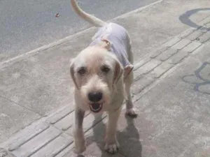 Cachorro raça Srd idade 2 a 6 meses nome BRANQUINHA CASTRADA