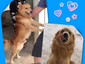 Cachorro raça SRD idade 1 ano nome Koda