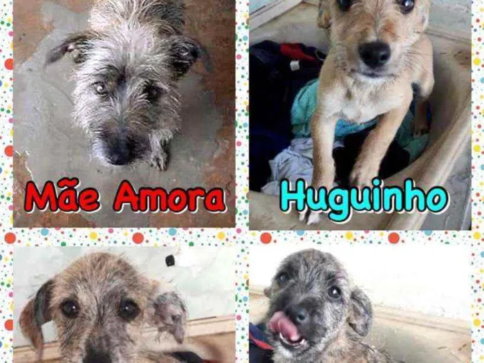 Cachorro ra a SRD idade 3 anos nome Amora