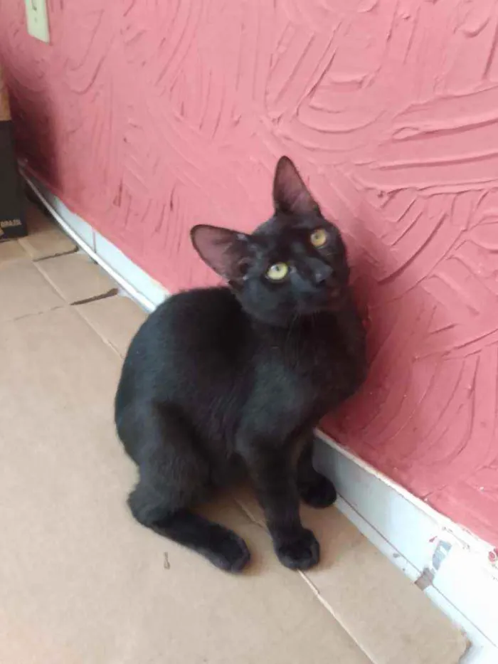 Gato raça Srd idade 2 a 6 meses nome Chocolate
