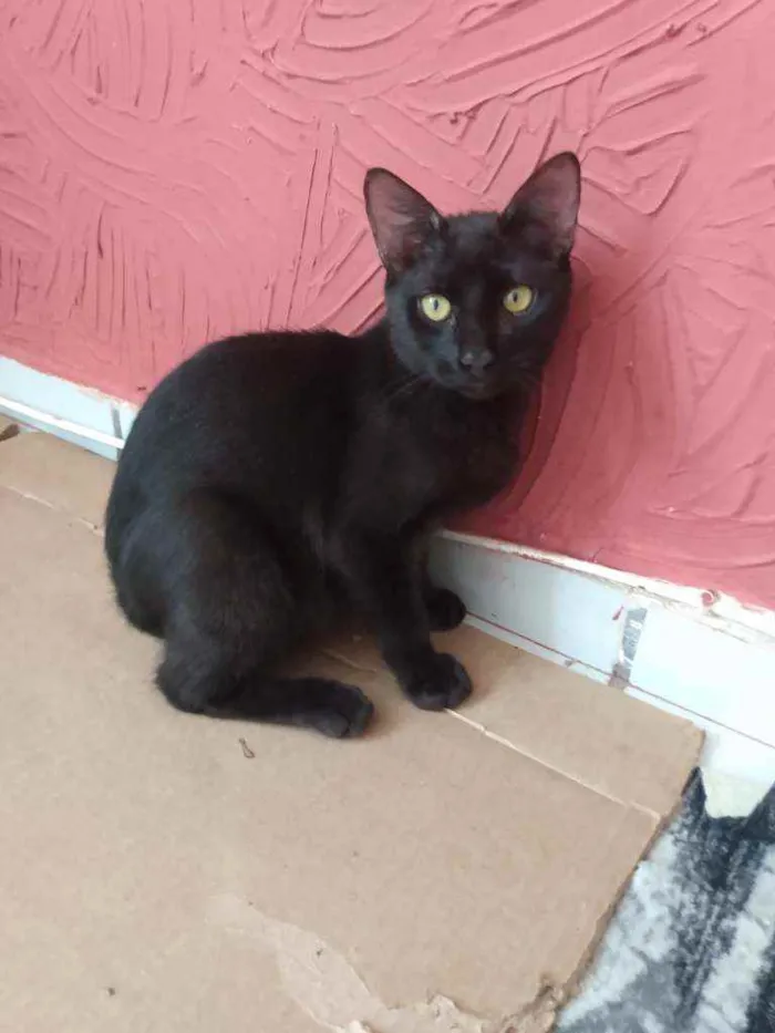 Gato raça Srd idade 2 a 6 meses nome Chocolate