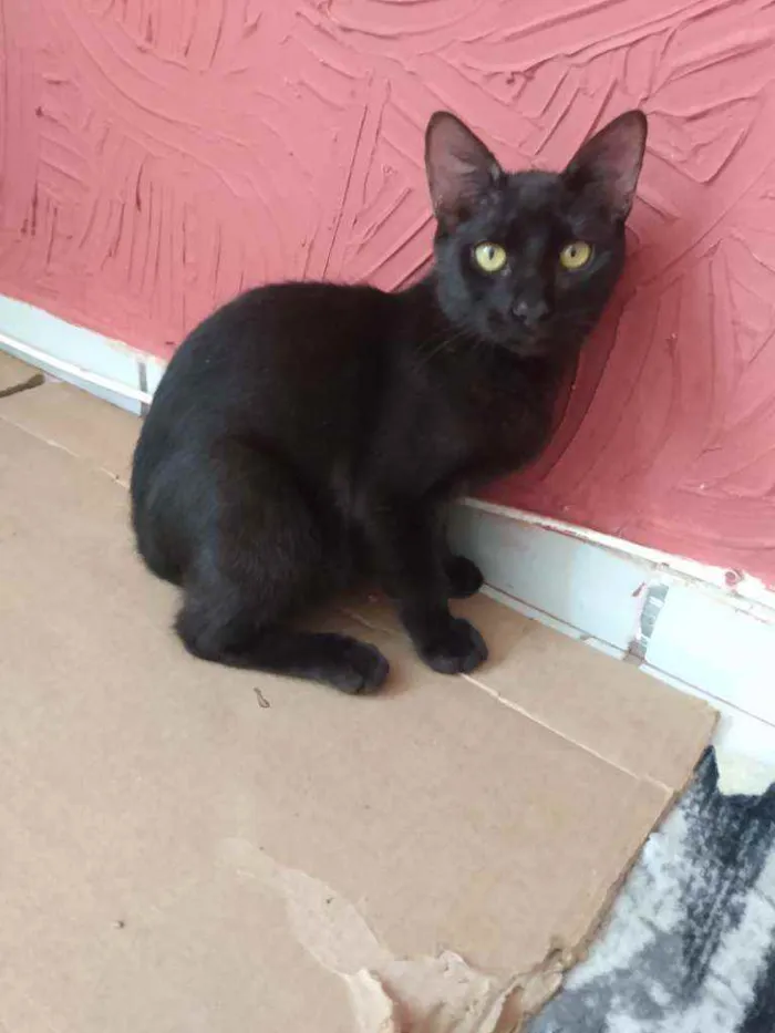 Gato raça Srd idade 2 a 6 meses nome Chocolate