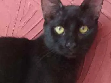 Gato raça Srd idade 2 a 6 meses nome Chocolate