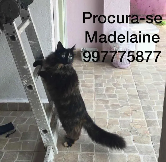 Gato ra a Parece Norueguês da Floresta  idade 6 ou mais anos nome Madelaine