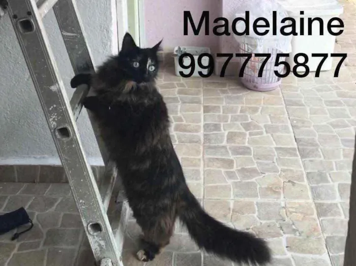 Gato ra a Parece Norueguês da Floresta  idade 6 ou mais anos nome Madelaine