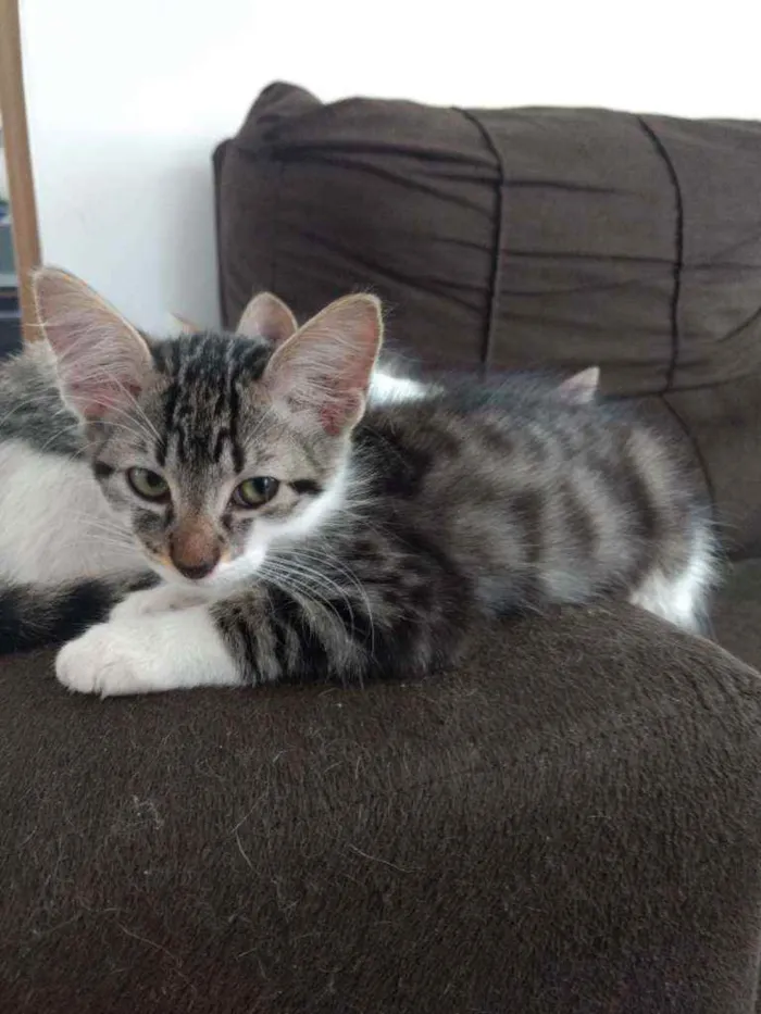 Gato ra a PCB idade 2 a 6 meses nome Filhotes sem nome.