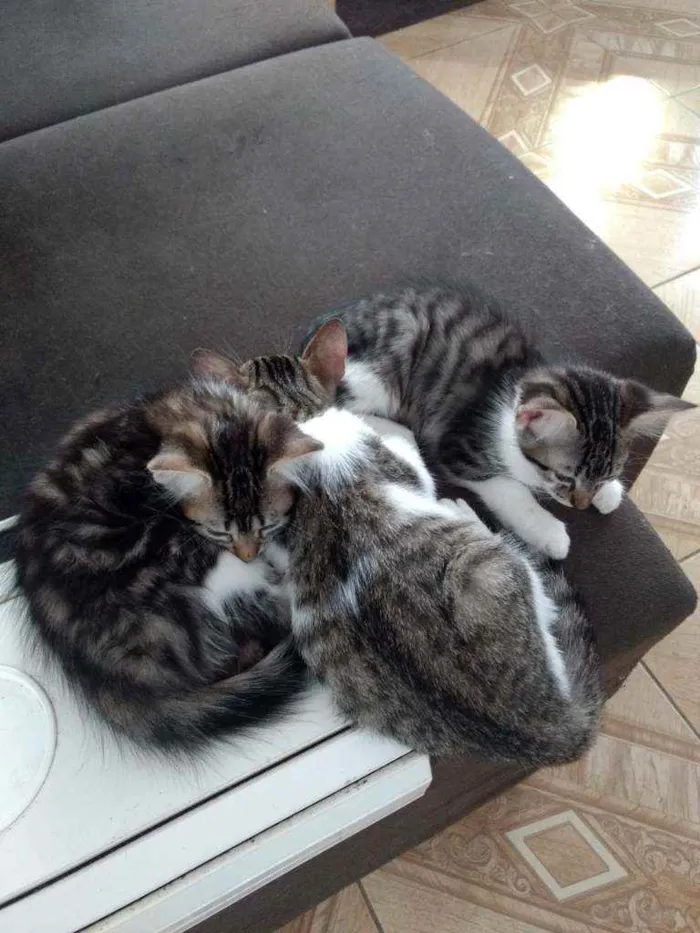 Gato ra a PCB idade 2 a 6 meses nome Filhotes sem nome.