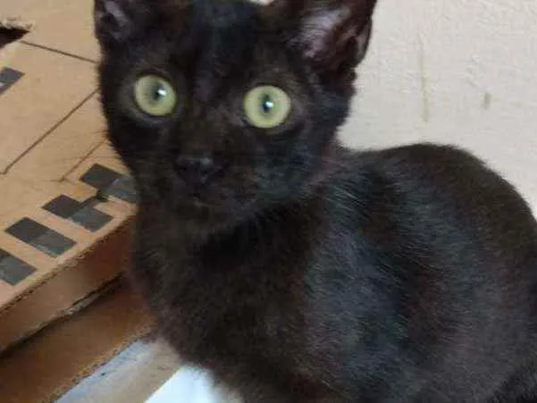 Gato raça Srd idade 2 a 6 meses nome Roby