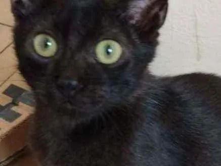 Gato raça Srd idade 2 a 6 meses nome Roby