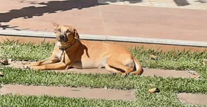 Cachorro ra a SRD idade 1 ano nome Suri