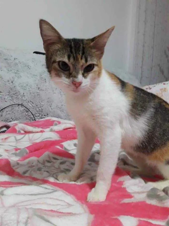 Gato ra a Tricolor  idade 2 a 6 meses nome Adoção urgente 