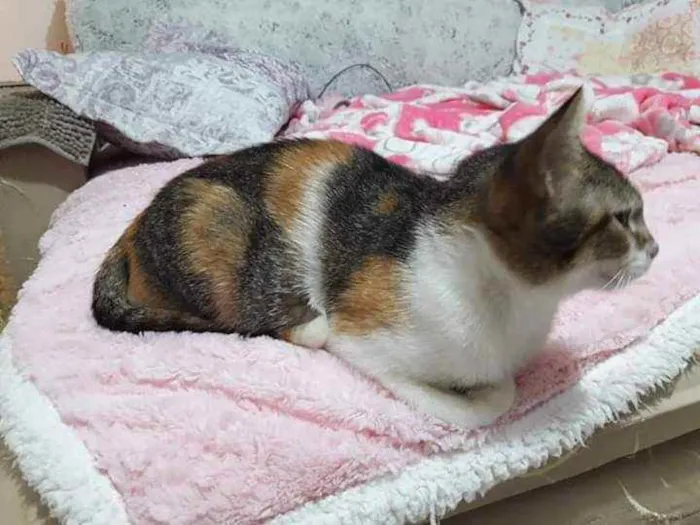 Gato ra a Tricolor  idade 2 a 6 meses nome Adoção urgente 