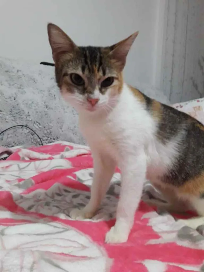Gato ra a Tricolor  idade 2 a 6 meses nome Adoção urgente 