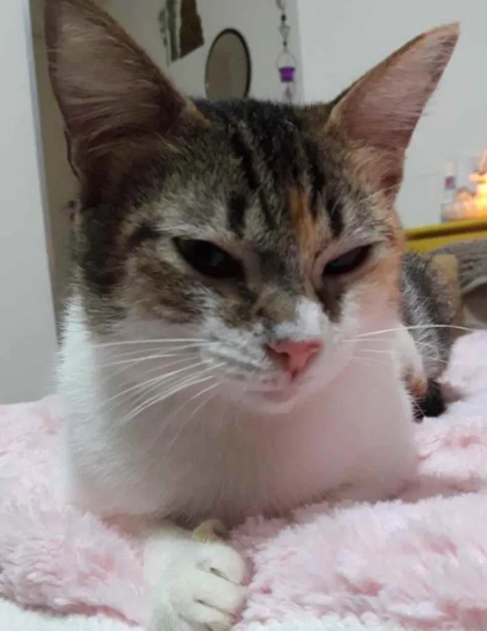 Gato ra a Tricolor  idade 2 a 6 meses nome Adoção urgente 