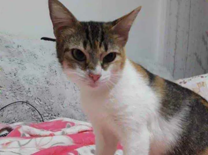 Gato ra a Tricolor  idade 2 a 6 meses nome Adoção urgente 