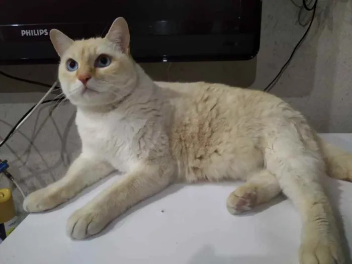 Gato ra a Siamês red point  idade 1 ano nome Belíssimo gatinho 