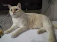 Belíssimo gatinho