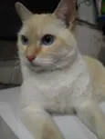 Belíssimo gatinho