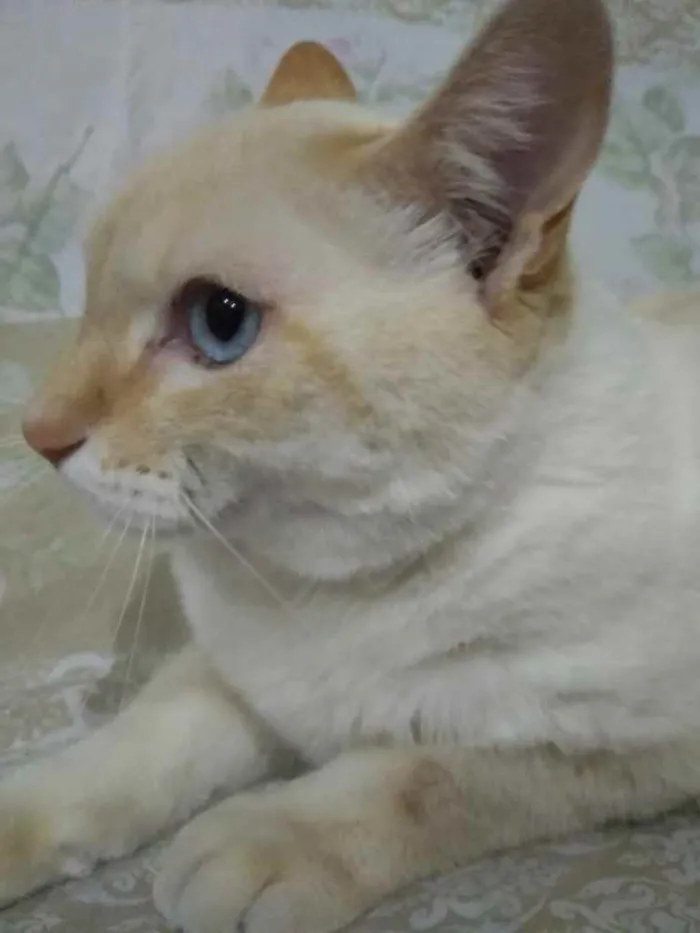 Gato ra a Siamês red point  idade 1 ano nome Belíssimo gatinho 